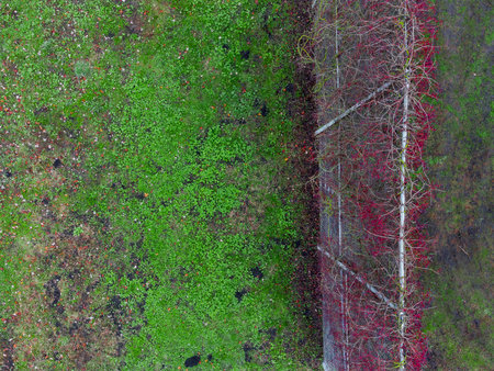Top down aerial drone shot of overgrown high steel grid fence near soccer playground area with grass and wild wineの写真素材