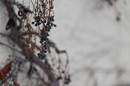 Shriveled wine grapes hanging on white house wall in winter as food for wild birdsの写真素材