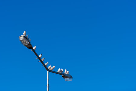 Looking up at blue sky with large group of seagulls sitting on street light