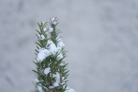 Twigs of rosemary bush capped with snow in winterの写真素材