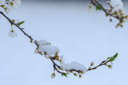 Cherry blossom in garden capped with snow during cold snap of ice saintsの写真素材