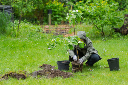 One person in garden planting small quince tree in the middle of lawn during rainの写真素材