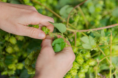 Human hands plucking fresh green hops from the vineの写真素材