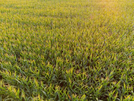 Aerial drone view of big field with full grown corn plants ripe for the harvest in autumn in warm evening sunlightの写真素材