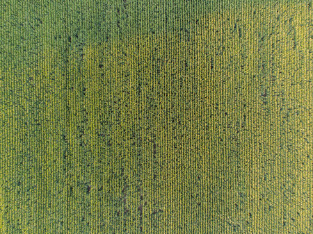 Aerial drone view of big field with full grown corn plants ripe for the harvest in autumn in warm evening sunlightの写真素材