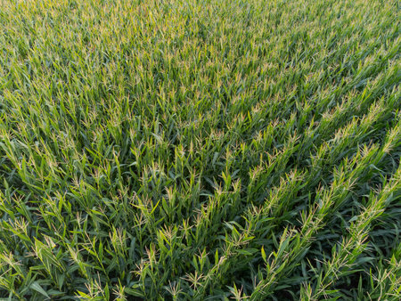Aerial drone view of big field with full grown corn plants ripe for the harvest in autumn in warm evening sunlightの写真素材