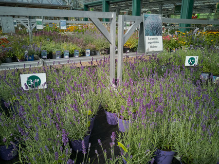 Munich, Germany - 2021 09 27: Lavender plants in pots on display for sale in outdoor area of garden centerのeditorial素材