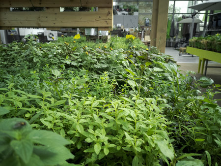 Regensburg, Germany - 2021 09 27: Potted herb plants on display for sale in greenhouse area of garden centerのeditorial素材