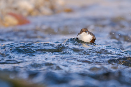 White-throated dipper cinclus cinclus standing in the middle of fast flowing river on sunny day