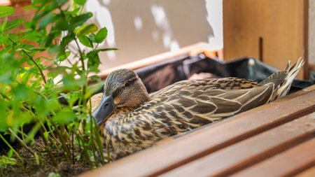 Female wildlife mallard duck anas platyrhynchos sitting in vegetated bed on terrace hatching her eggsの写真素材