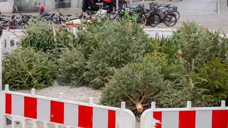 Collection point for disposal of used Christmas trees after the holidaysの写真素材