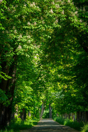 Chestnut tree alley in full bloom on country road in spring on sunny day, Bavaria, Germanyの写真素材