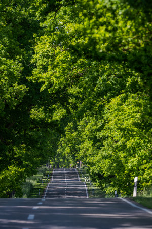 Oak tree alley in full bloom on asphalt road in spring on sunny day, Bavaria, Germanyの写真素材