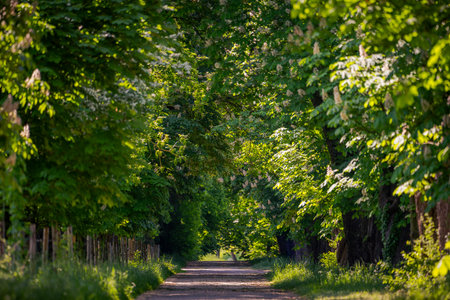 Chestnut tree alley in full bloom on country road in spring on sunny day, Bavaria, Germanyの写真素材