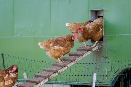 Free range chicken hens going in and out of mobile coop hen houseの写真素材