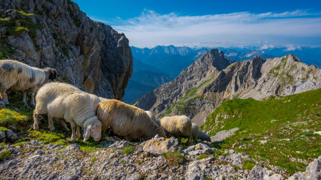 Flock of sheep in the Alps on top of the Karwendel on the border of Germany and Austria on sunny dayの写真素材