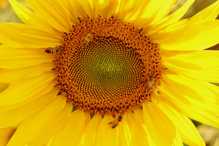 Sunflower, Helianthus annus beautifies any image.の写真素材