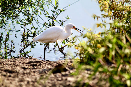 Aquatic birds in the urban environment
