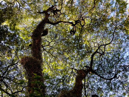 Low angle view of the canopy of a tree in the forest.