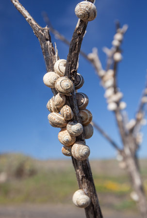 Numerous snail shells with different patterns hang crowded on a withered stalk, taken in Lanzarote, Canary Islands, Spain.の写真素材