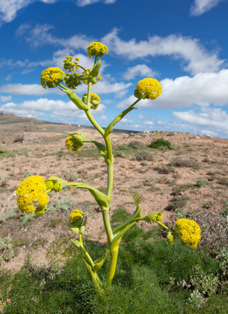 The yellow blooming Canarian giant fennel - ferula lancerottensis - in Lanzarote, Canary Islands, Spain.の写真素材