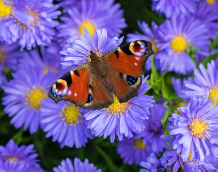 A peacock butterfly - Aglais io - sits on purple-yellow flowersの写真素材