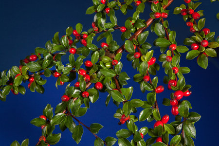 A branch of cotoneaster with red berries on dark blue background.