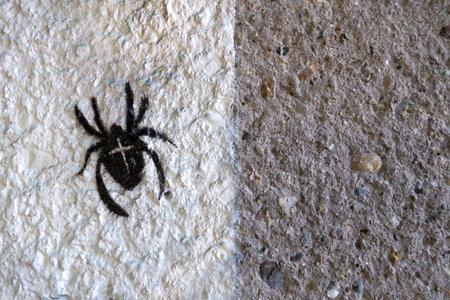Black, painted cross spider on a gray-white wallの写真素材