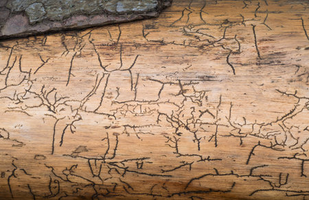 Pattern caused by bark beetles under the bark of a treeの写真素材