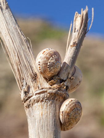 Close up of three snail shells on a withered stem, taken in Lanzarote, Canary Islands, Spain.の写真素材