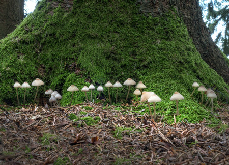 A group of tiny mushrooms grows in a row on a mossy tree trunk in the forest.