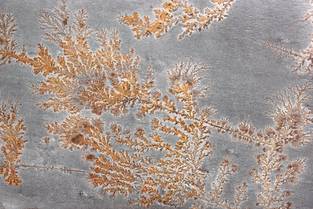 Fossil plant in a gray, architectural stone slab