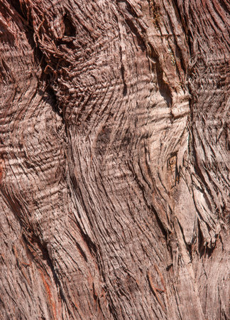 Detail shot of the abstract pattern of a brown, fibrous palm trunkの写真素材