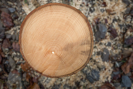 Annual rings of a small sawed-off tree trunk - taken in close-up Directly from above.