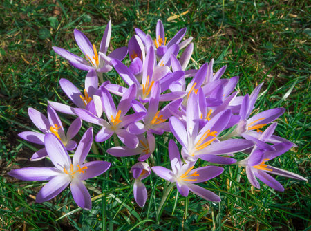 A larger group of purple crocuses with yellow pistils blooms on a meadow.の写真素材