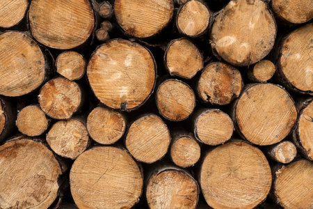 Close up of tree trunks with different diameters which have been piled in a stack.