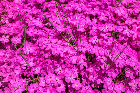 Pink blooming phlox interspersed with some green blades of grass, taken in close-up in April in Germany.の写真素材