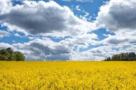 Large, yellow blooming rape field with impressive cloudscape. Behind it on the left and on the right...