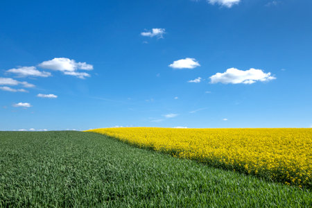 A green cornfield and a yellow blooming rape field with diagonal run. To this a blue sky with a few small white clouds.の写真素材