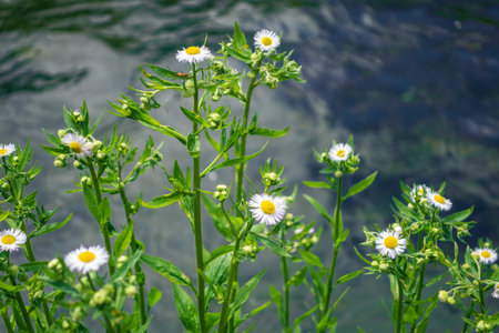 A group of wild longstemmed white and yellow flowers grows on a riverbank.の写真素材