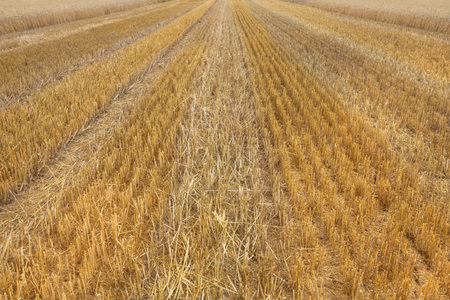 Stubble field with striped textureの写真素材