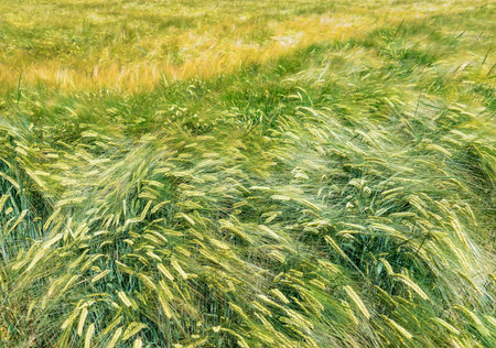 Green barley in a fieldの写真素材