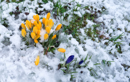 Crocuses on a meadow in the snowの写真素材