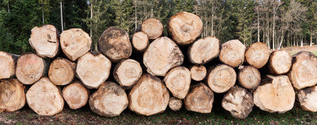 Stacked, labeled tree trunks