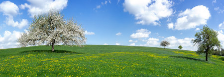 Panorama - Blooming apple tree on a large hilly meadow