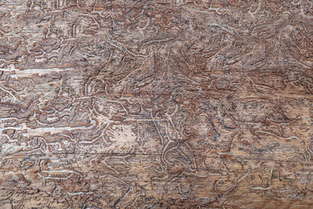 Abstract pattern in wood caused by bark beetlesの写真素材