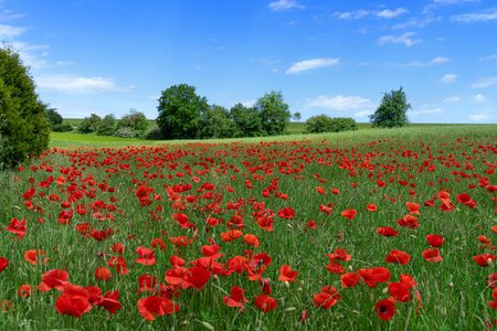 Corn poppies on a hilly meadowの写真素材
