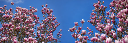 Branches of pink blooming magnolia trees