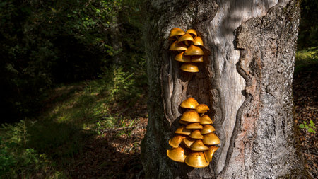 Brown tree fungi on a thick tree trunk in the forest in sunlight