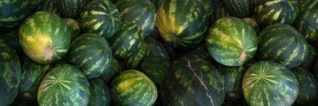 Panoramic closeup of watermelons lying on top of each otherの写真素材